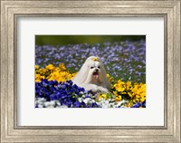 USA, California Maltese lying in flowers with yellow bow Fine Art Print
