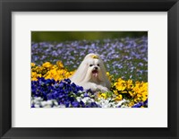 USA, California Maltese lying in flowers with yellow bow Fine Art Print