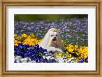 USA, California Maltese lying in flowers with yellow bow Fine Art Print