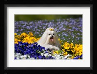 USA, California Maltese lying in flowers with yellow bow Fine Art Print