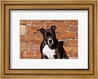 American Staffordshire Terrier dog Fine Art Print