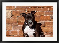 American Staffordshire Terrier dog Fine Art Print