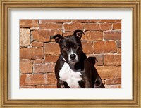 American Staffordshire Terrier dog Fine Art Print