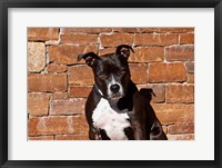 American Staffordshire Terrier dog Fine Art Print