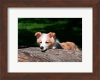 Border Collie puppy dog looking over a log Fine Art Print