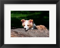 Border Collie puppy dog looking over a log Fine Art Print