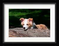 Border Collie puppy dog looking over a log Fine Art Print