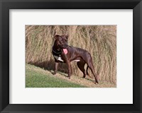 An American Pitt Bull Terrier dog Fine Art Print