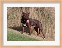 An American Pitt Bull Terrier dog Fine Art Print