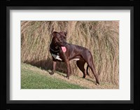 An American Pitt Bull Terrier dog Fine Art Print
