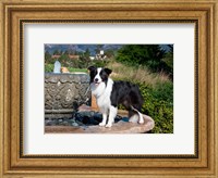 A Border Collie dog standing on a fountain Fine Art Print