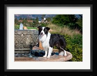 A Border Collie dog standing on a fountain Fine Art Print