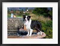 A Border Collie dog standing on a fountain Fine Art Print
