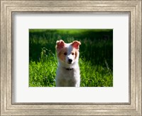 Border Collie puppy dog in a field Fine Art Print