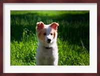 Border Collie puppy dog in a field Fine Art Print