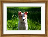 Border Collie puppy dog in a field Fine Art Print