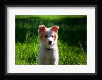 Border Collie puppy dog in a field Fine Art Print