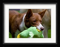USA, California McNab Shepherd at play Fine Art Print