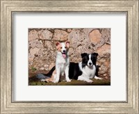 A pair of Border Collie dogs Fine Art Print