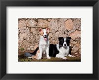 A pair of Border Collie dogs Fine Art Print