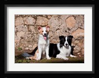 A pair of Border Collie dogs Fine Art Print