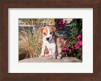 An American Pitt Bull Terrier puppy dog Fine Art Print