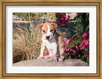 An American Pitt Bull Terrier puppy dog Fine Art Print