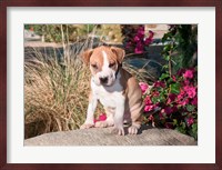 An American Pitt Bull Terrier puppy dog Fine Art Print