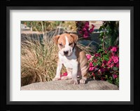 An American Pitt Bull Terrier puppy dog Fine Art Print