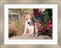 An American Pitt Bull Terrier puppy dog Fine Art Print