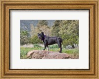 A Staffordshire Bull Terrier dog in garden Fine Art Print