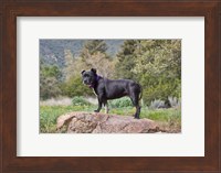 A Staffordshire Bull Terrier dog in garden Fine Art Print