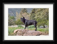 A Staffordshire Bull Terrier dog in garden Fine Art Print