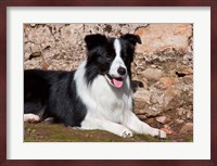 A Border Collie dog next to a rock wall Fine Art Print