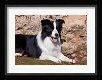 A Border Collie dog next to a rock wall Fine Art Print
