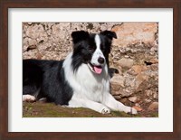 A Border Collie dog next to a rock wall Fine Art Print