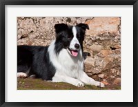 A Border Collie dog next to a rock wall Fine Art Print