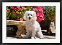 USA, California Maltese sitting next to garden bench with flowers Fine Art Print