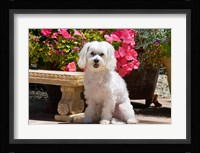 USA, California Maltese sitting next to garden bench with flowers Fine Art Print
