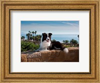 A Border Collie dog resting on a wall Fine Art Print