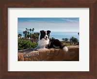 A Border Collie dog resting on a wall Fine Art Print