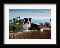 A Border Collie dog resting on a wall Fine Art Print