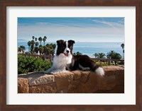 A Border Collie dog resting on a wall Fine Art Print