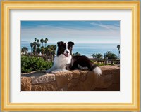 A Border Collie dog resting on a wall Fine Art Print