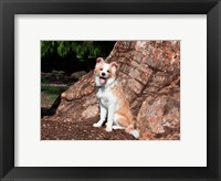 A Border Collie puppy dog Fine Art Print