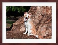 A Border Collie puppy dog Fine Art Print