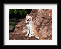 A Border Collie puppy dog Fine Art Print