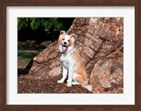 A Border Collie puppy dog Fine Art Print