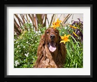 Portrait of an Irish Setter sitting next to yellow flowers Fine Art Print