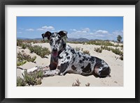 A Great Dane lying in the sand in Ventura, California Fine Art Print